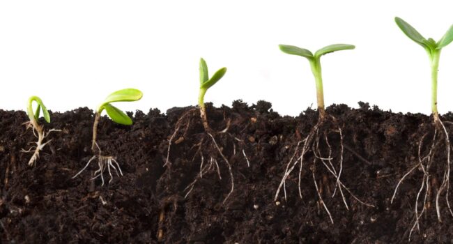 Progression of stages of a growing seed, shown through a view above and below the soil. Functional medicine supports the health of the whole organism, by tending to the roots and the soil, as well as the plant above the ground.