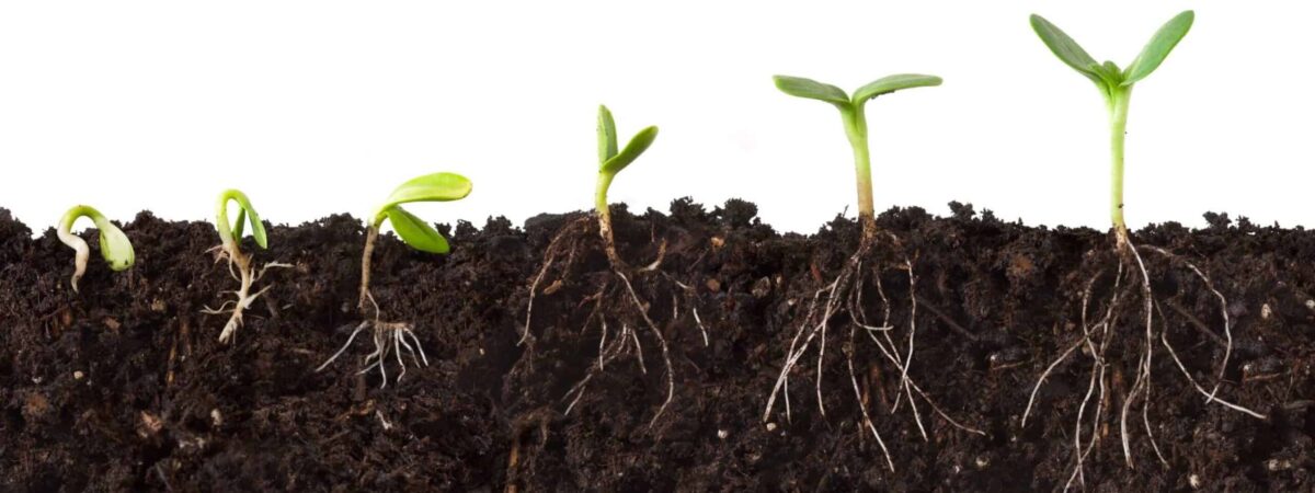 Progression of stages of a growing seed, shown through a view above and below the soil. Functional medicine supports the health of the whole organism, by tending to the roots and the soil, as well as the plant above the ground.